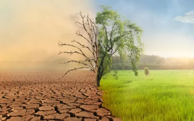 How Climate Change has Devastated Agriculture in Africa